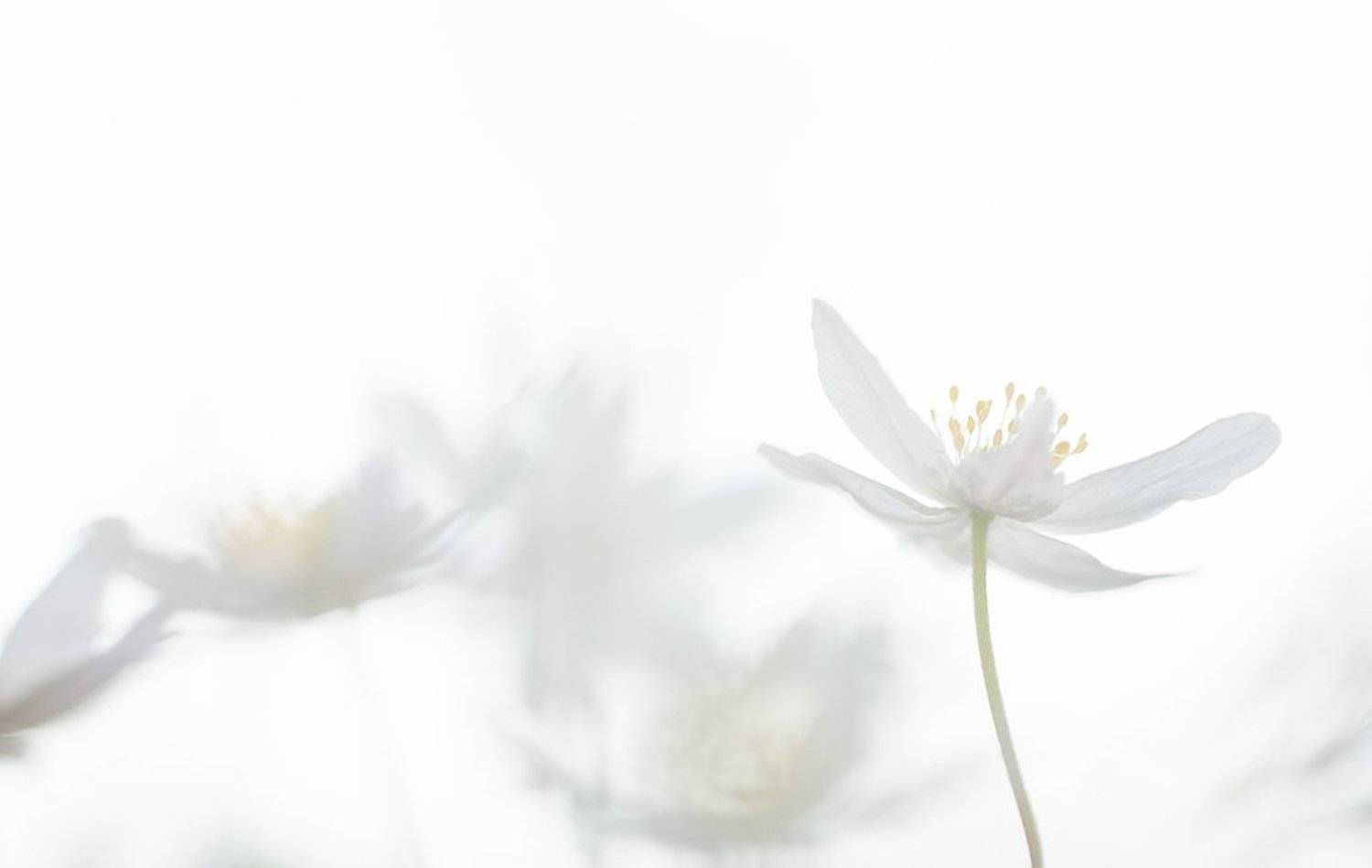 ветреничка, дубравная, Юлия Втюрина