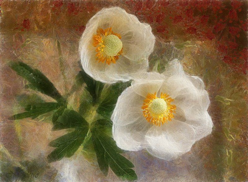 Цветы анемоны ветреница праздник ~**8**~photo preview