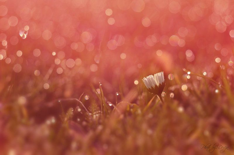 Дьюи лугphoto preview