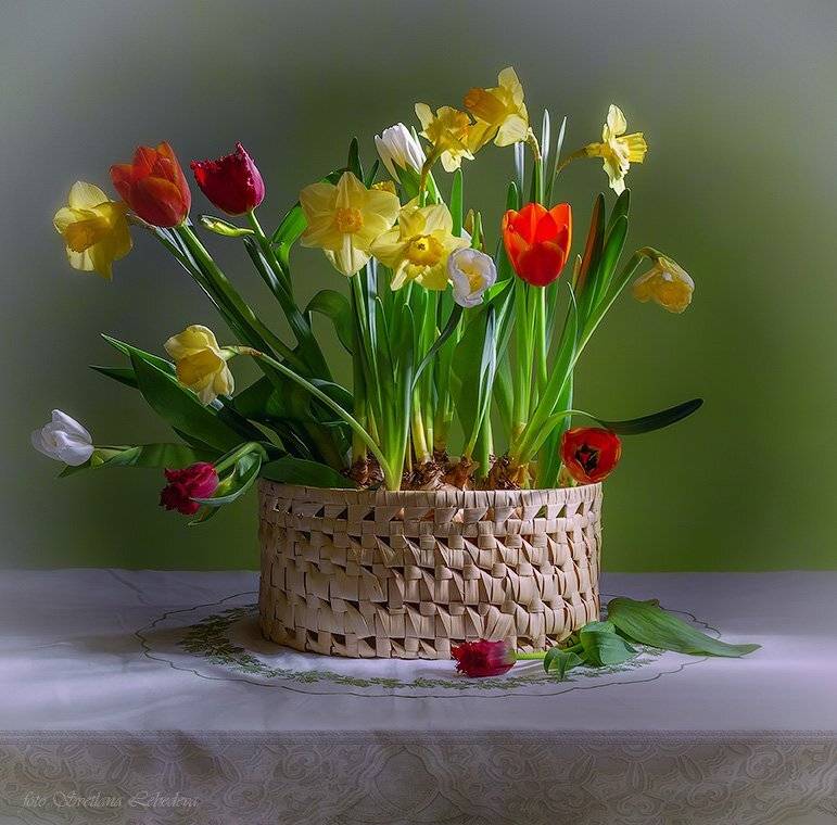 С праздником,дорогие женщины!. Автор: Светлана Л. цветы, Светлана Л.