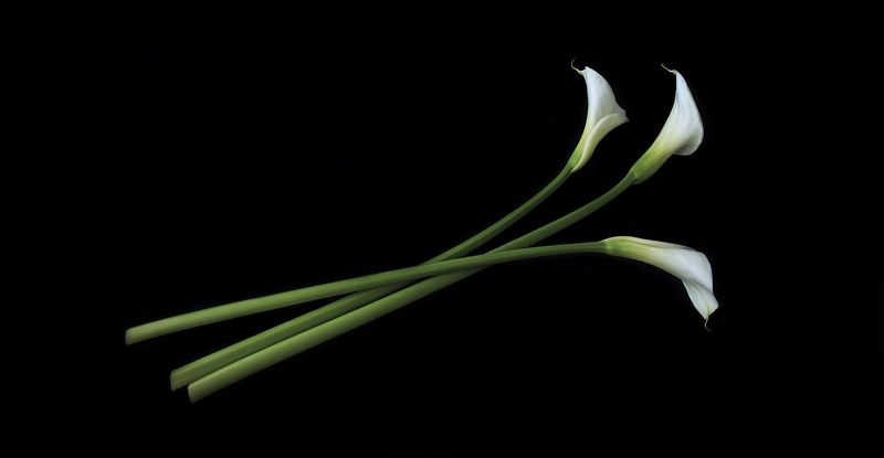 С праздником дорогие дамы!photo preview