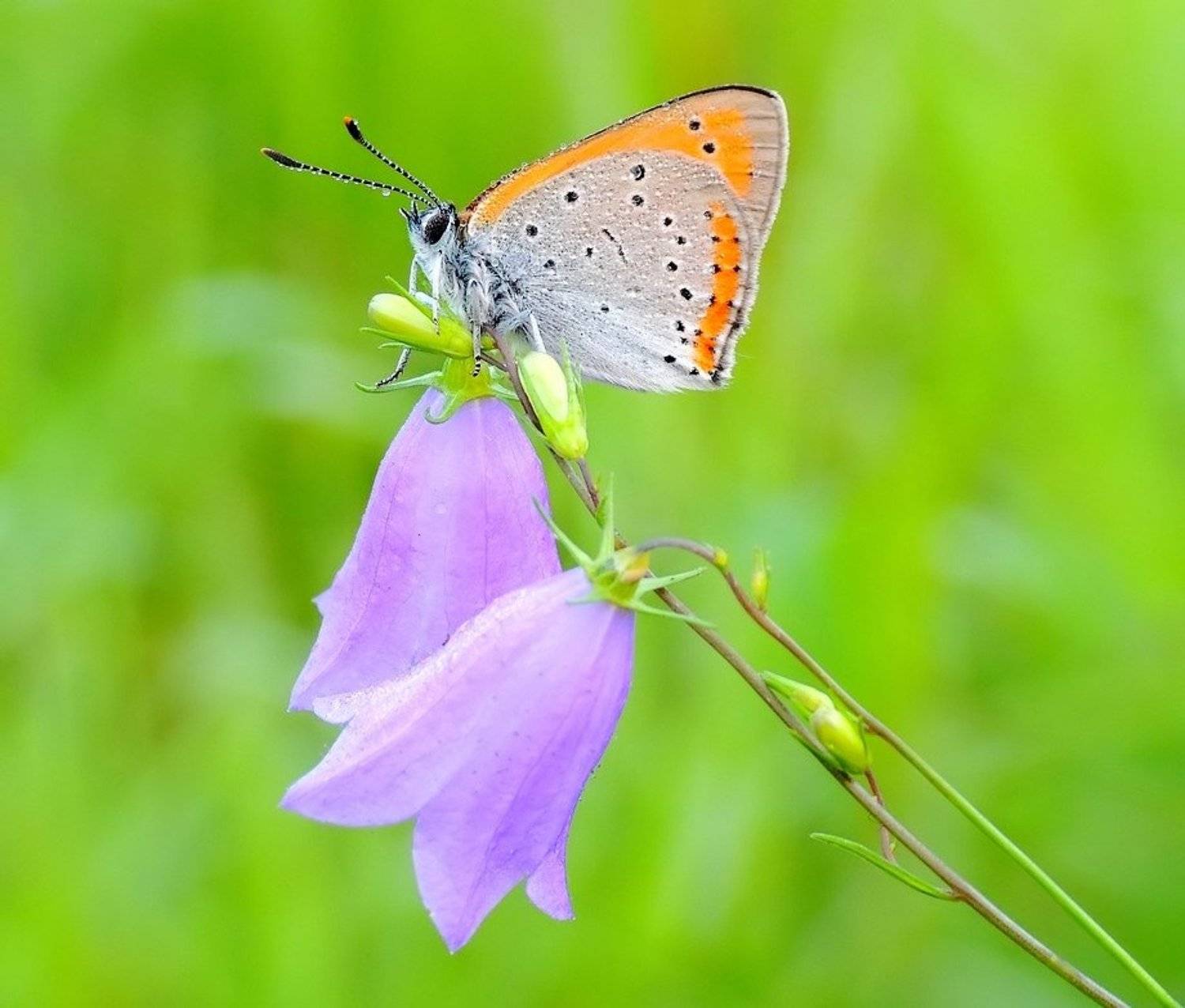 Быть женщиной ...все дамы на их праздник .... Автор: Zbyszek Walkiewicz , Zbyszek Walkiewicz