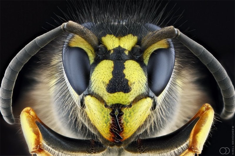 оса,макро, глаза,фасетка,черный фон, супер макро Осаphoto preview