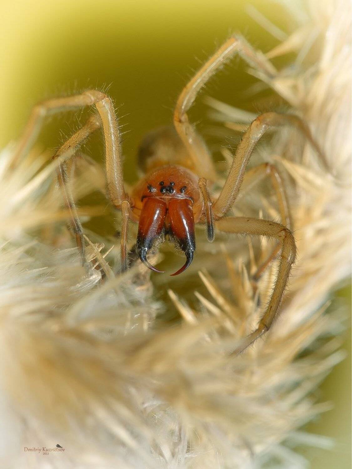 , Кузнецов Дмитрий