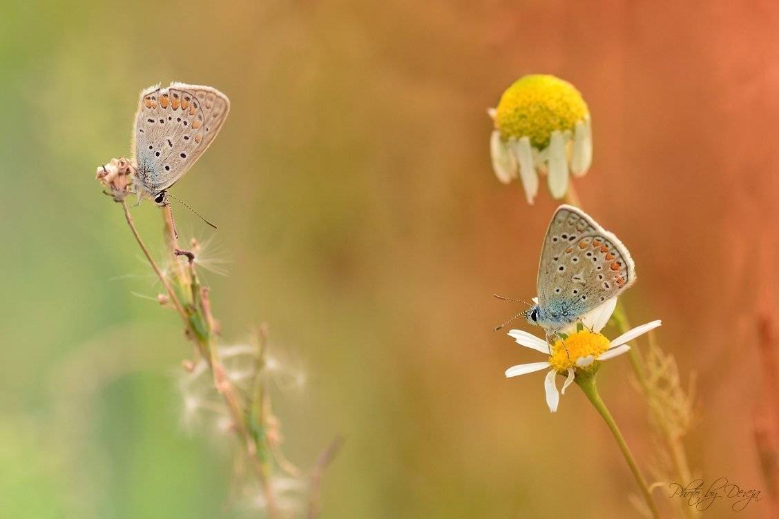 Кто кого. Автор: JARO , JARO