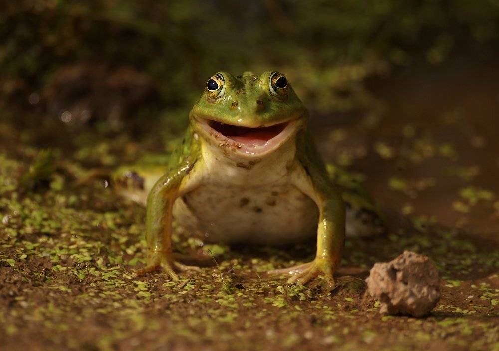 , Ирина Фурашова