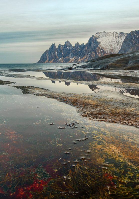 травянисто-зубастое утроphoto preview