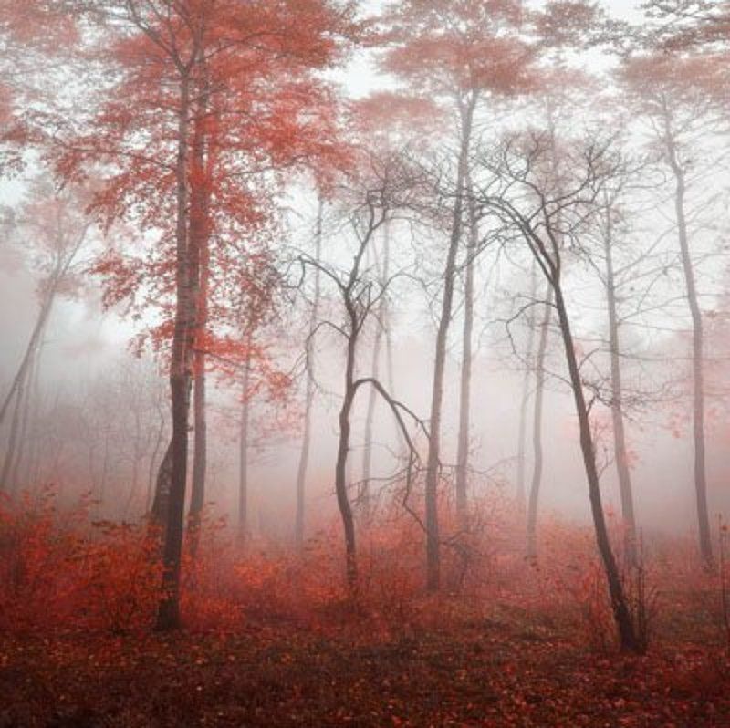 туман, тишина, лес, осень Туманные фантазииphoto preview