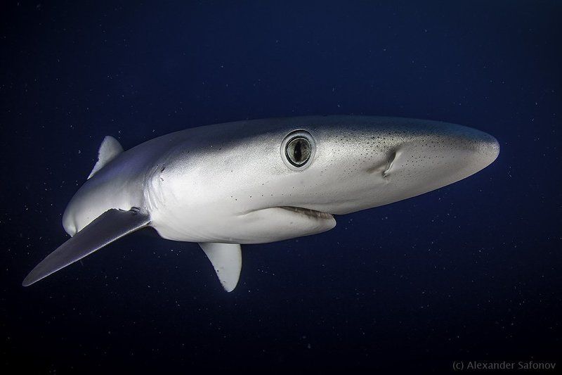 Shark, Sharks, South africa interstellarphoto preview