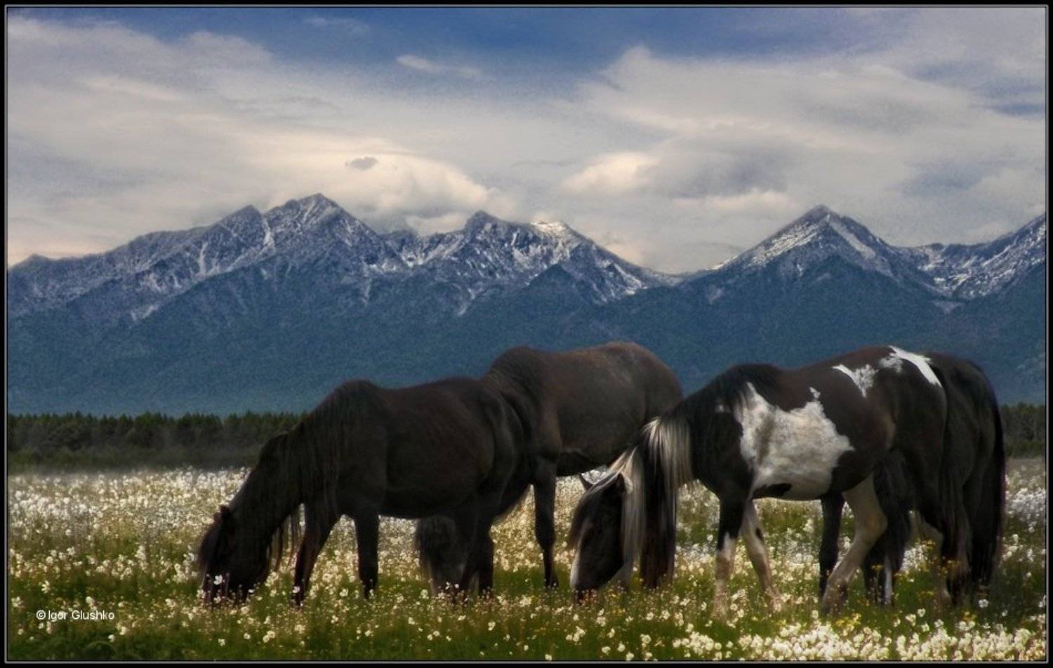 Цветы к завтраку. Автор: Игорь Глушко , Игорь Глушко