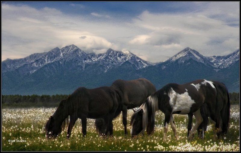 Цветы к завтракуphoto preview