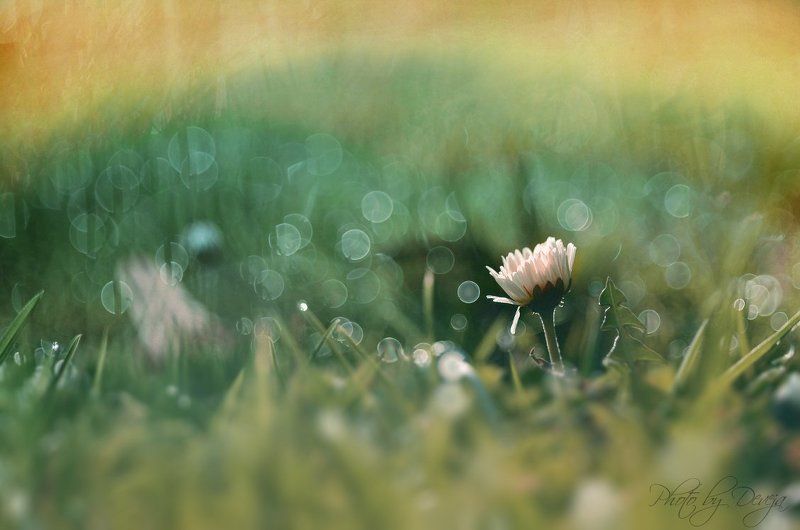 Bellis perennisphoto preview