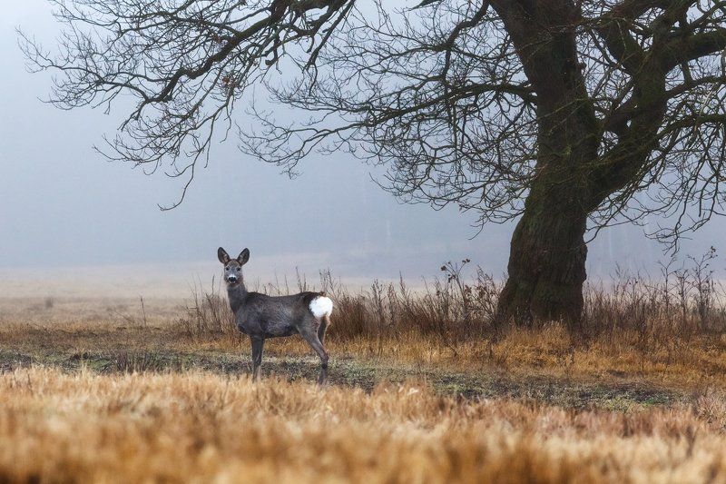 Косули на прогулке.photo preview