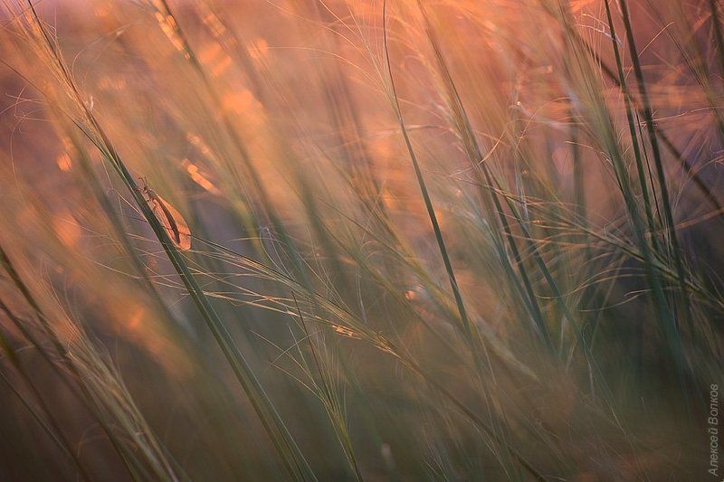 Вечер, Муравьиный лев, Степь Вечернее очарование степиphoto preview