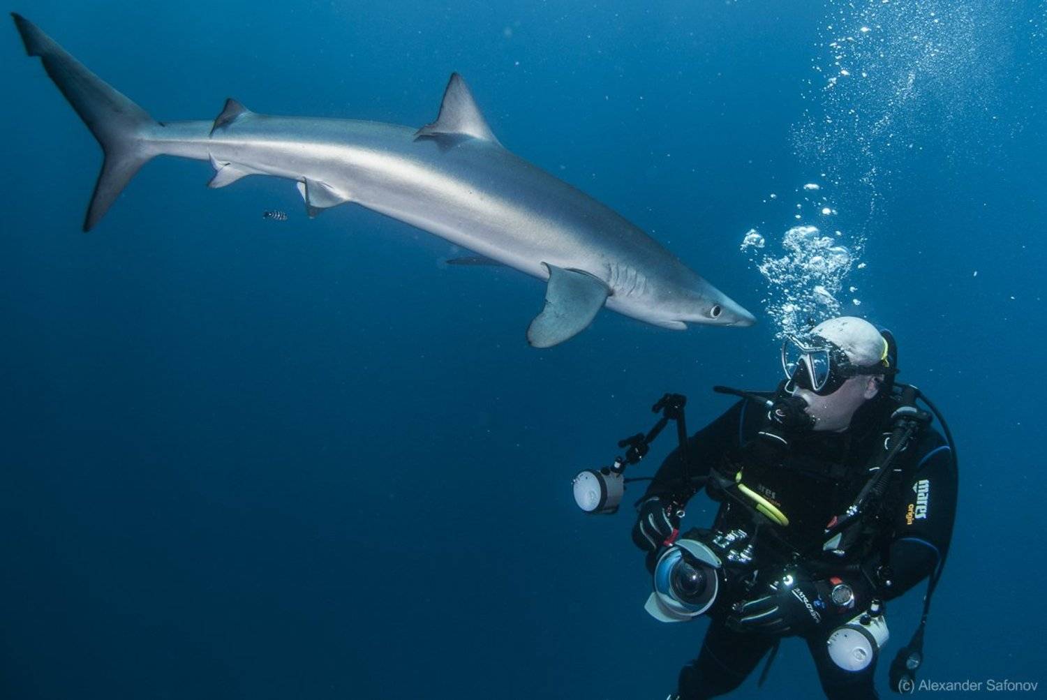 Shark, Александр Сафонов
