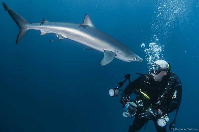 Shark confrontationphoto preview