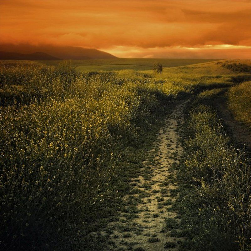 The green milephoto preview