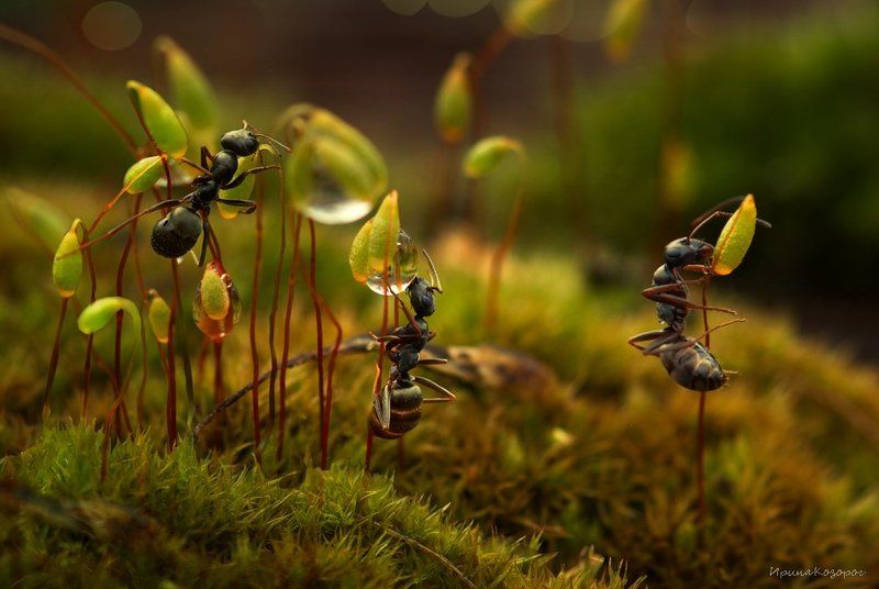 Три муравья в одном лесу ...photo preview