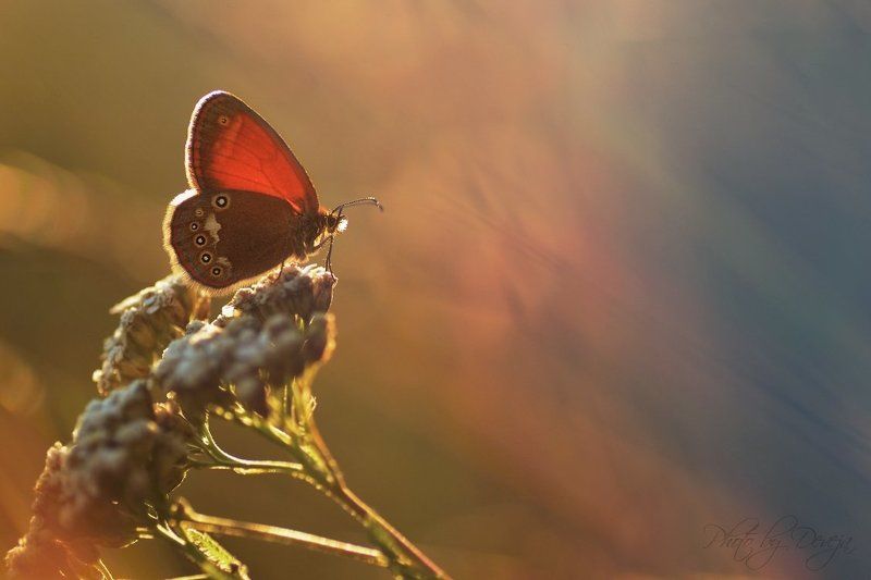 Coenonympha glycerionphoto preview