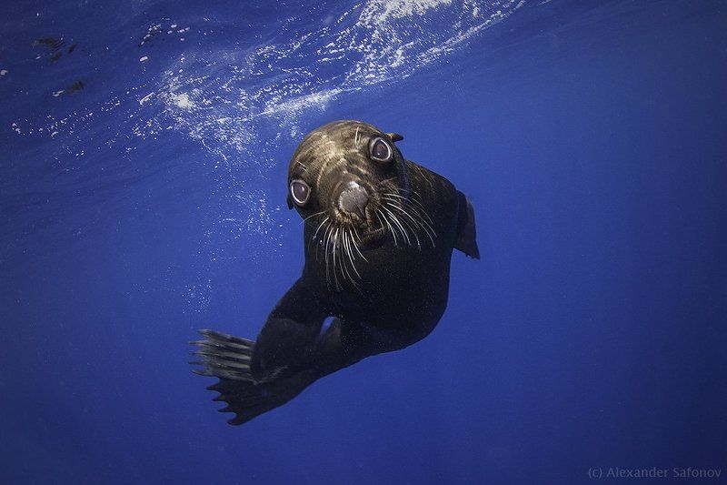 who are you ?photo preview