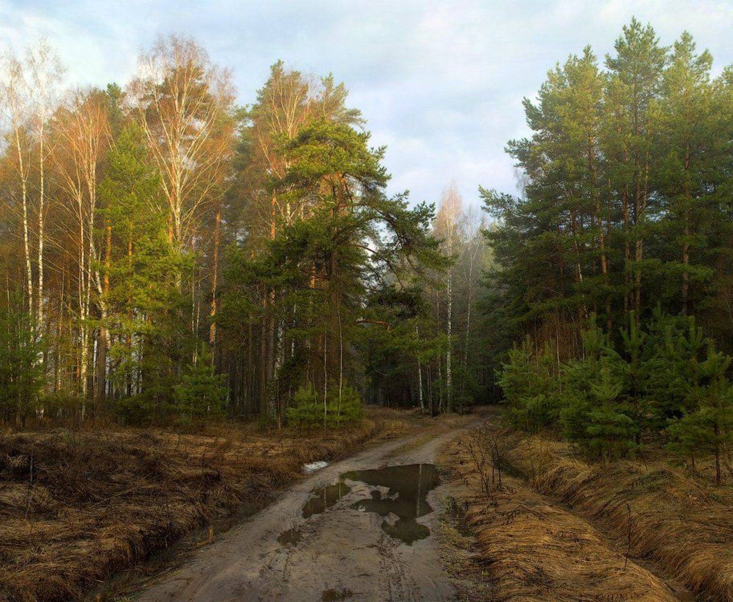 На опушке утреннего леса. Автор: Дмитрий Алексеев , Дмитрий Алексеев