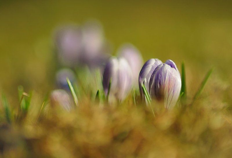 С мхаphoto preview