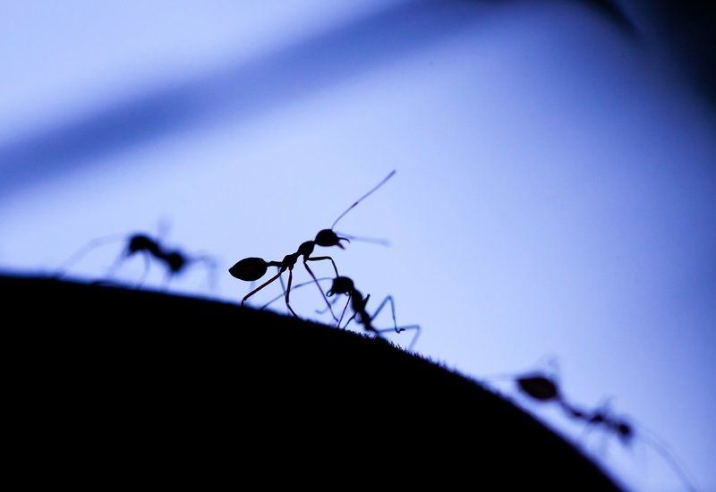 Мурашьи зарисовкиphoto preview