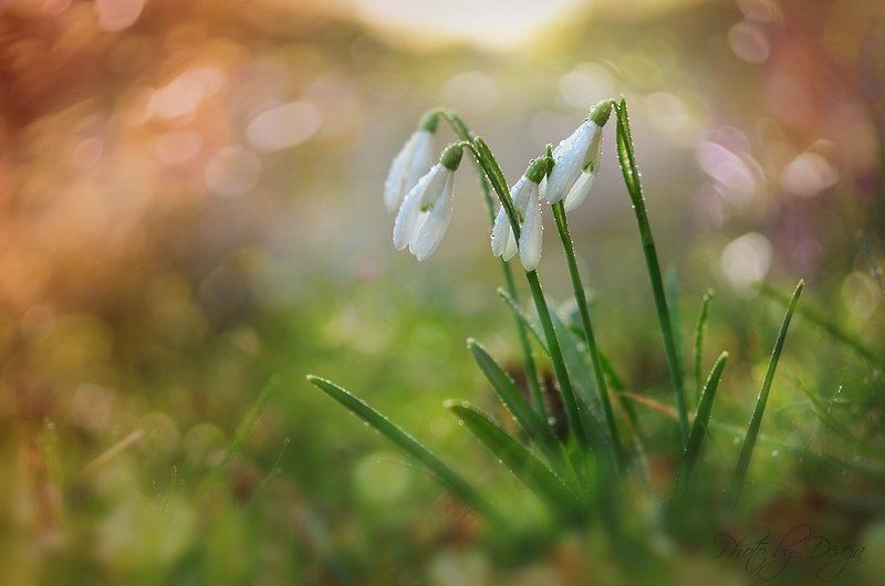 Galanthus nivalisphoto preview