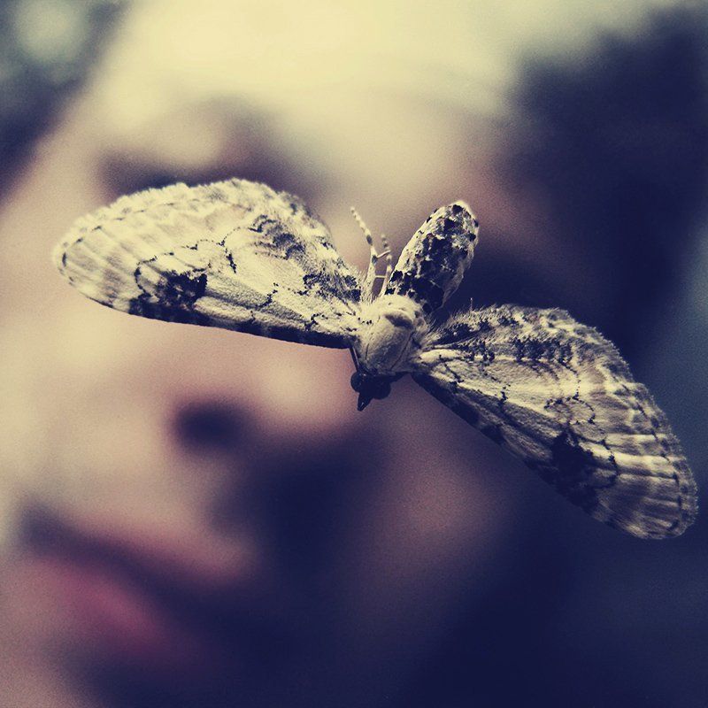 Автопортрет с мотылькомphoto preview