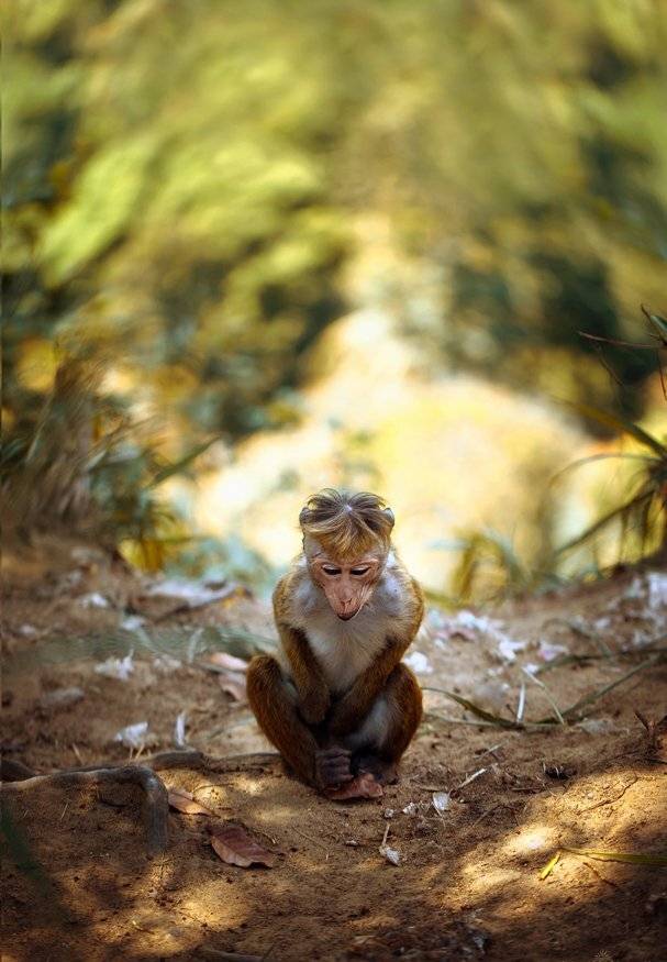 Арина и Валентин, Обезьяна, Шри-ланка, Ратушнова-Осинцева Арина