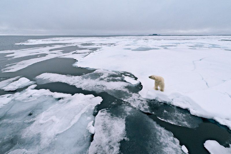 Арrnbrf^ полярный медведь на льдинеphoto preview