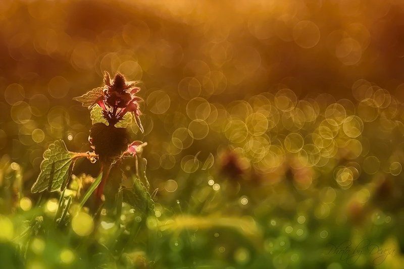 Lamium purpureumphoto preview