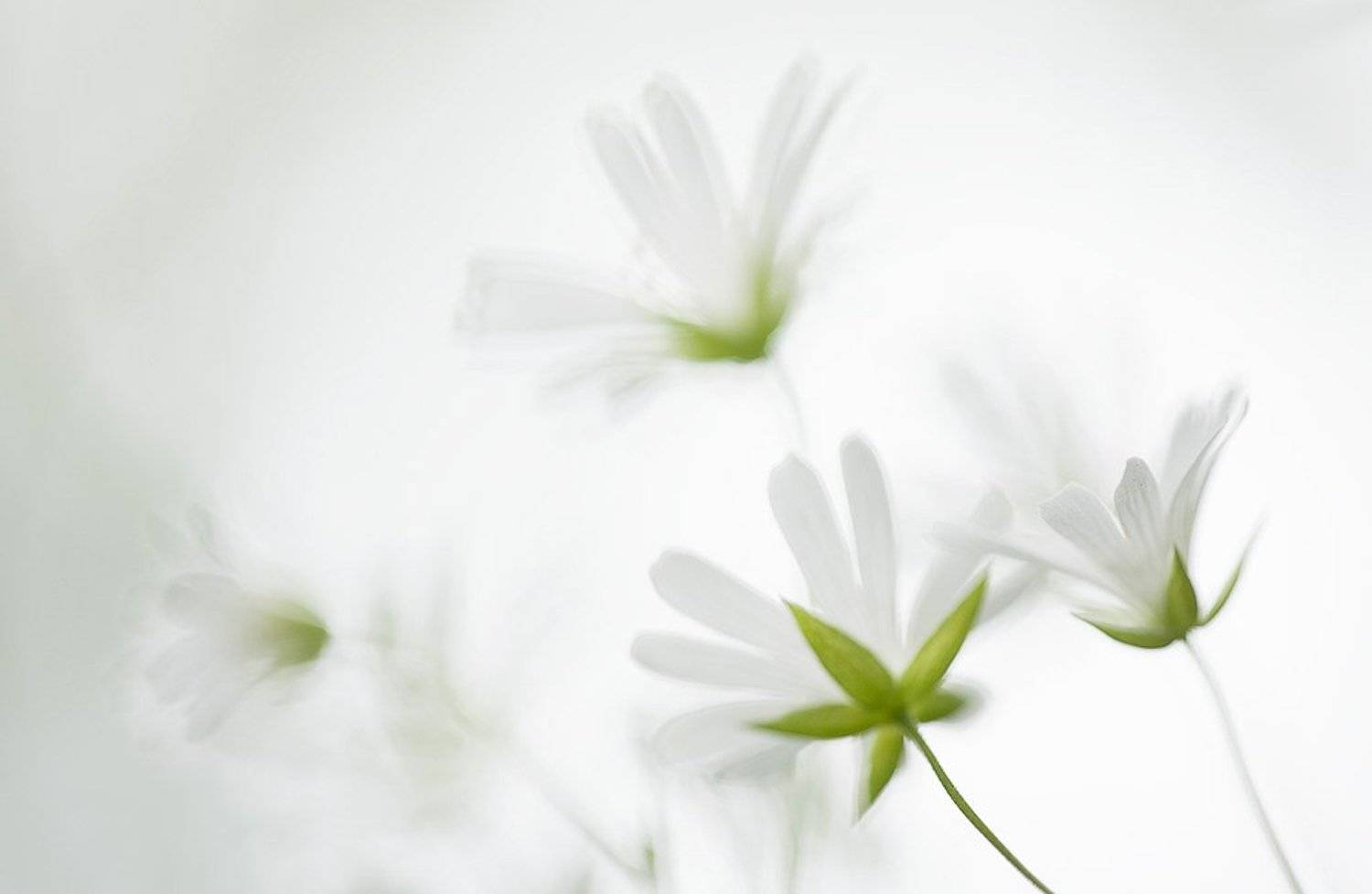 акварелька. Автор: Юлия Втюрина звездчатка, Юлия Втюрина