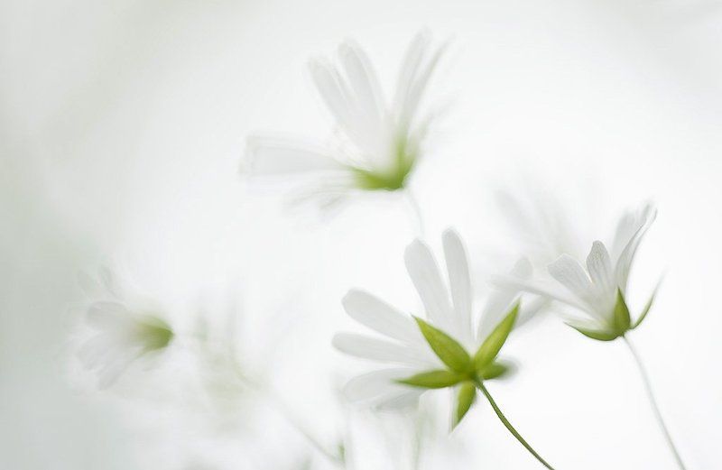 звездчатка акварелькаphoto preview