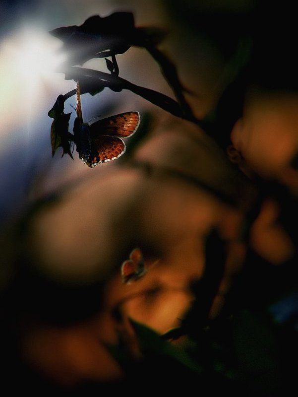 wake,macro,nature, стал мечтаphoto preview