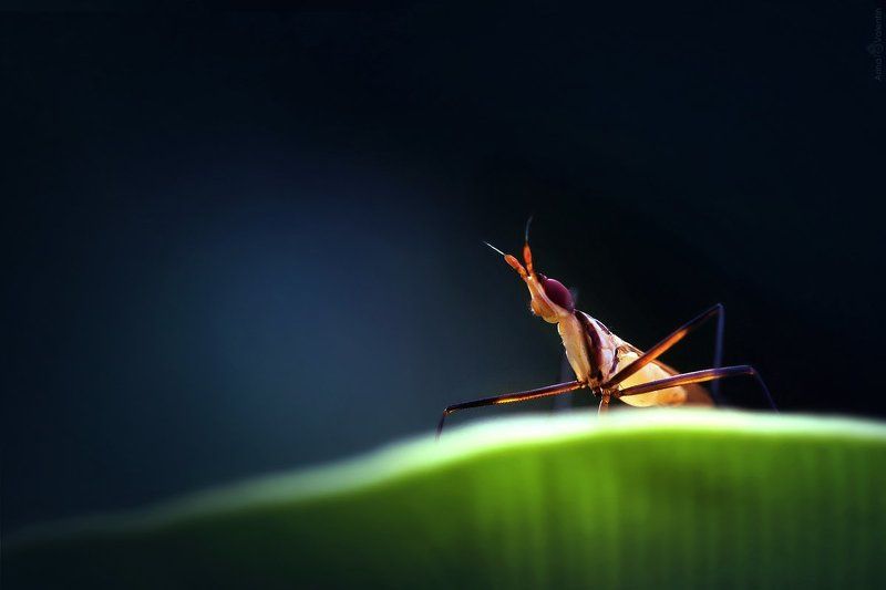 арина и валентин, букаш, листья, макро, шри-ланка Чудо-юдо заморское)photo preview