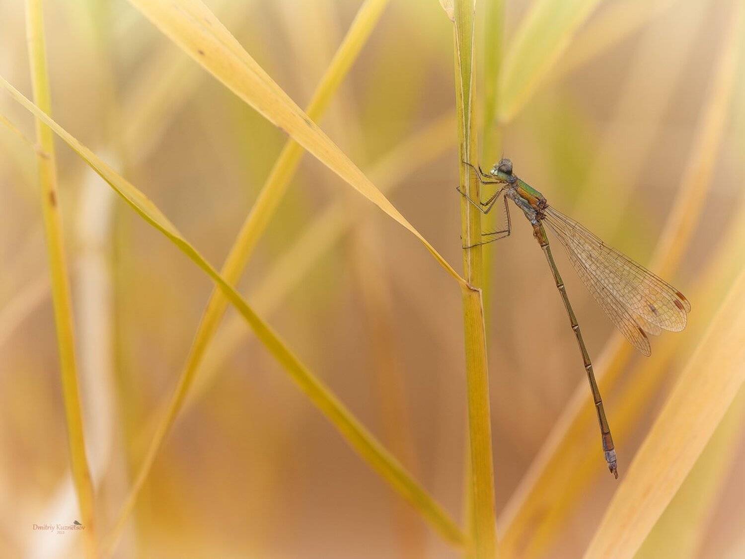 , Кузнецов Дмитрий