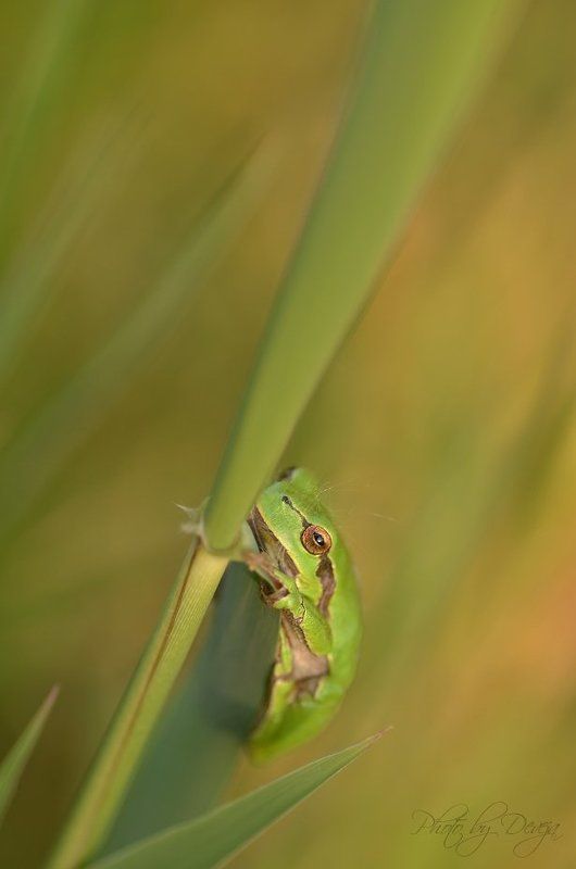 Hyla arboreaphoto preview