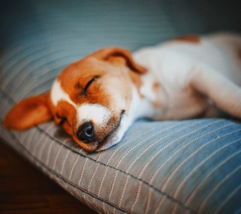 милый щенок Оливерphoto preview