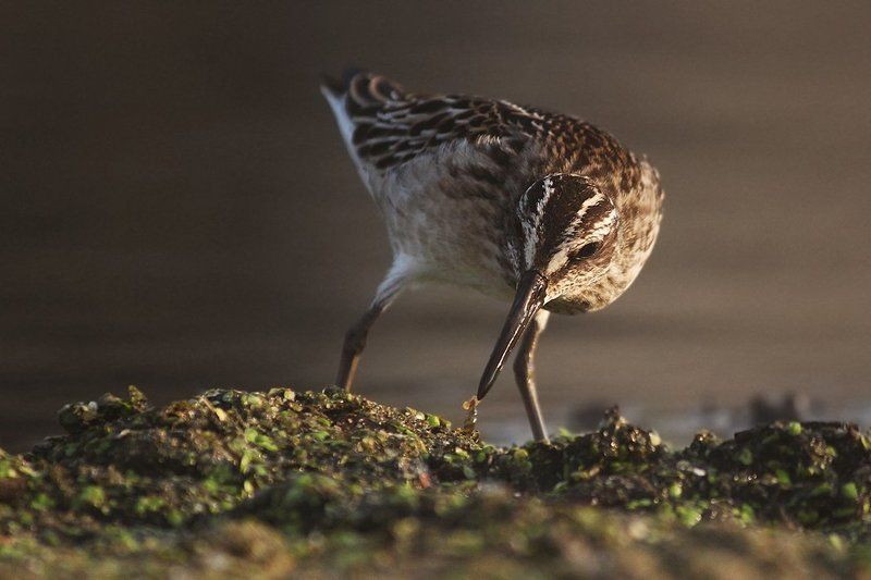 quick snackphoto preview