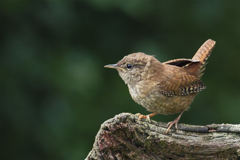 Kрапивник (Wren)photo preview
