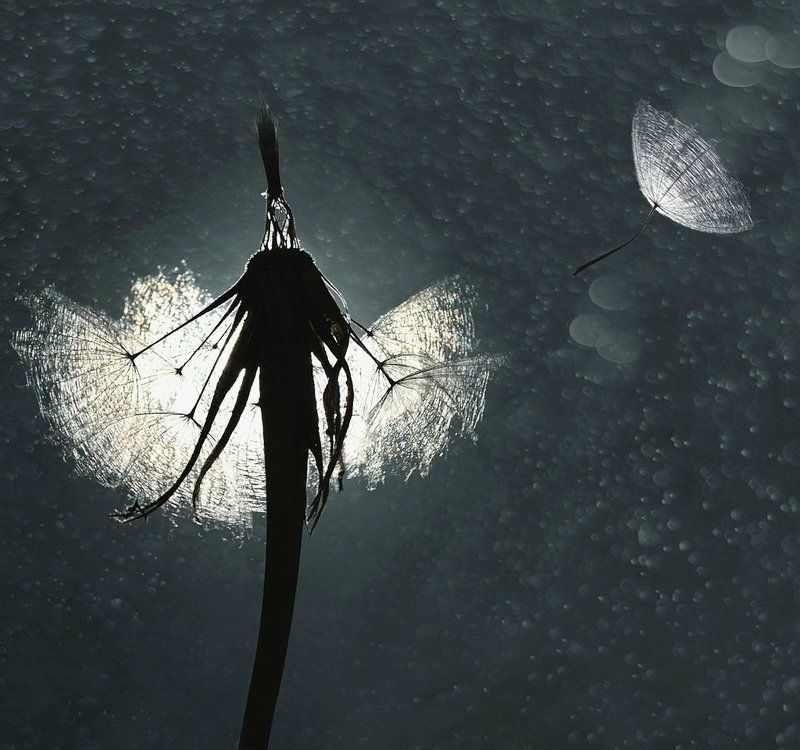 Лето, Одуванчик, Природа, Пушинки Мгновения....photo preview