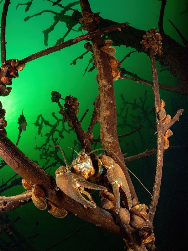 Рак Калининград подводная съемка Где раки зимуютphoto preview