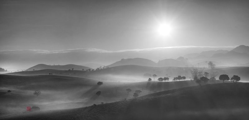 Morning on the tea hillphoto preview