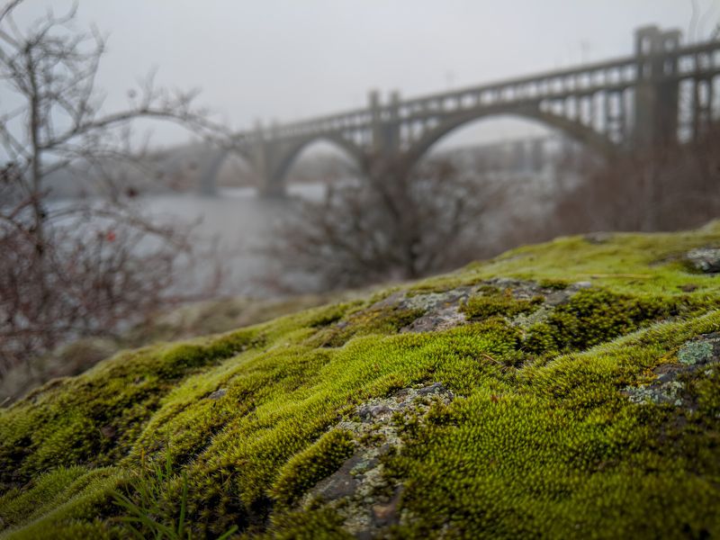 осень,пейзаж,ноябрь,мох,туман,цвет,зелёный,камни,landscape,autumn,autumnvibes,colour,rain,дождь,ракурс,мост,bridge На исходе ноябряphoto preview