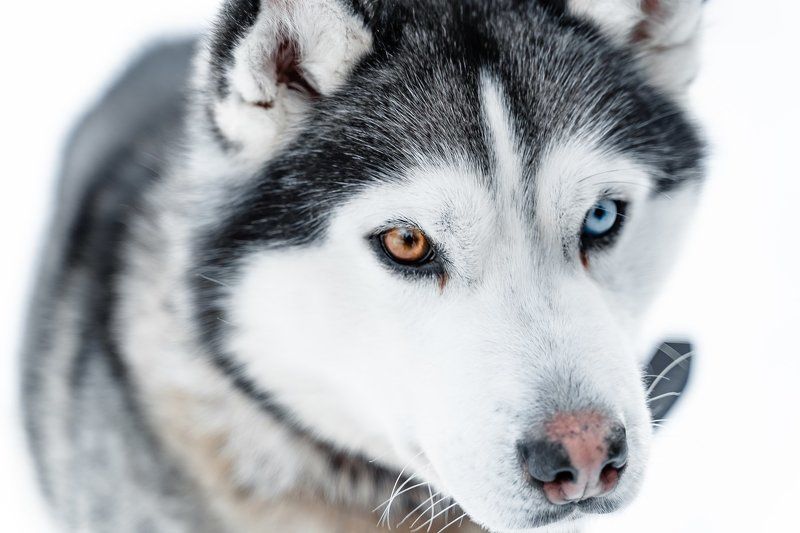 winter; front; one; pretty; funny; eyes; puppy; haski; energy; black; domestic; background; breed; carnivore; pet; doggy; male; outdoors; canine; purebred; mammal; young; looking; wolf; nature; siberian husky; husky dog; dog; animal; snow; siberian; white sled dogs in the Murmansk regionphoto preview