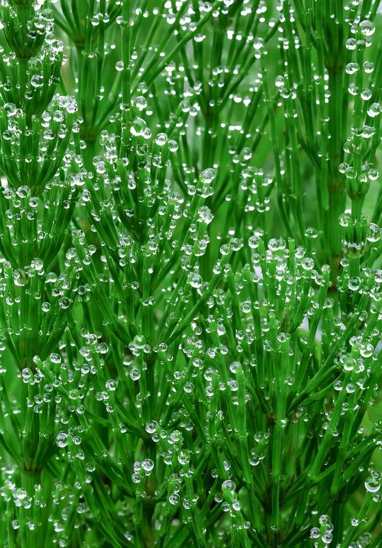 #Naturebackground #drops #waterdrops #nature #plant #wallpaper #каплиросы #роса #dew #background #macro #макро #dew Horsetail in the dewphoto preview
