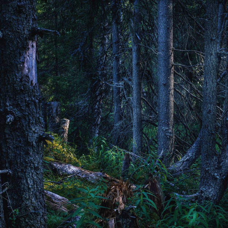 лес пейзаж север ненецкийокруг Мистический Северный лесphoto preview