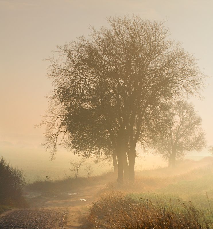 among fields...photo preview
