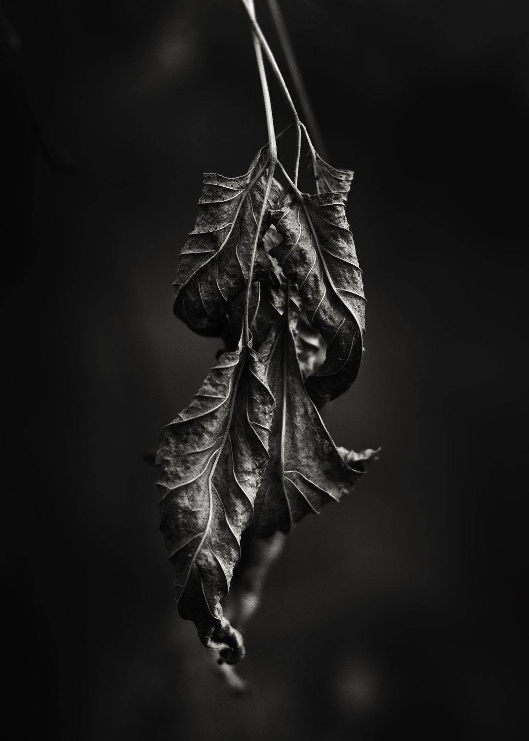 осень, лист, лес, Максим Салихов